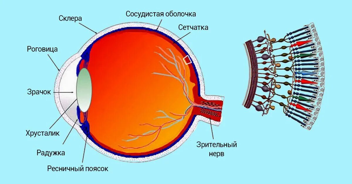 Колбочки глаза какая оболочка. Строение глаза колбочки. Палочки и колбочки сетчатки. Строение глаза колбочки и палочки. Строение глаза человека с колбочками.