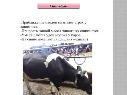 Какой удой у коровы