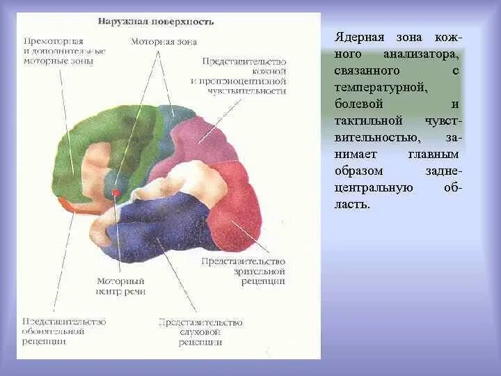 Зоны чувствительности головного мозга. Тактильная чувствительность физиология. Область тактильной чувствительности. Механизмы тактильной и температурной чувствительности. Зона тактильной чувствительности.