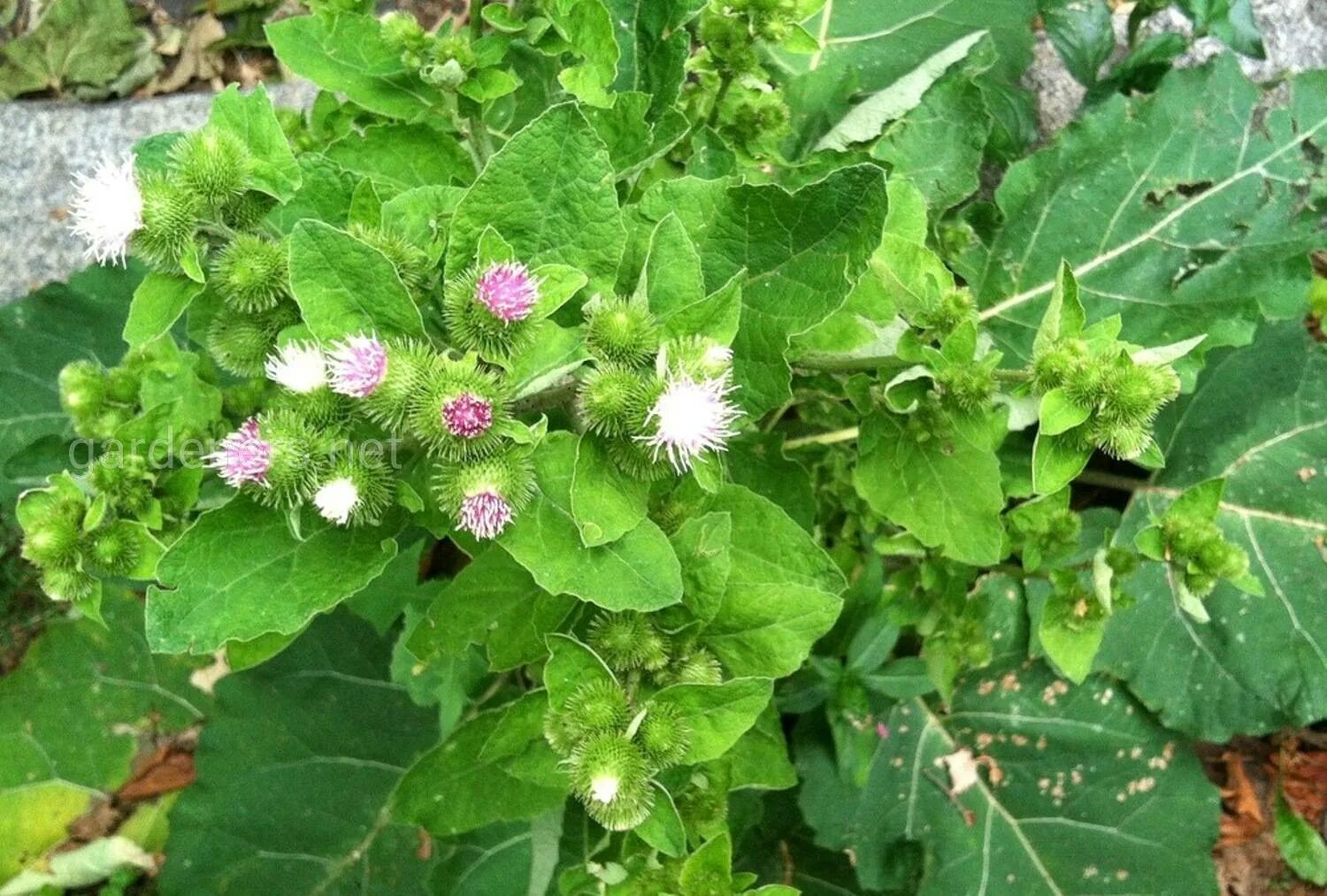 Целебный лопух. Лопух большой Arctium Lappa. Корень лопуха (Arctium Lappa). Лопух репейник (лопух большой) - Arctium Lappa лопух войлочный - Arctium tomentosum. Репейник куст.