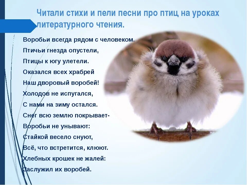 Стихотворение про птиц. Стихи про птиц. стих про воробья. стишки про птиц смешные. смешные стихи про птиц.
