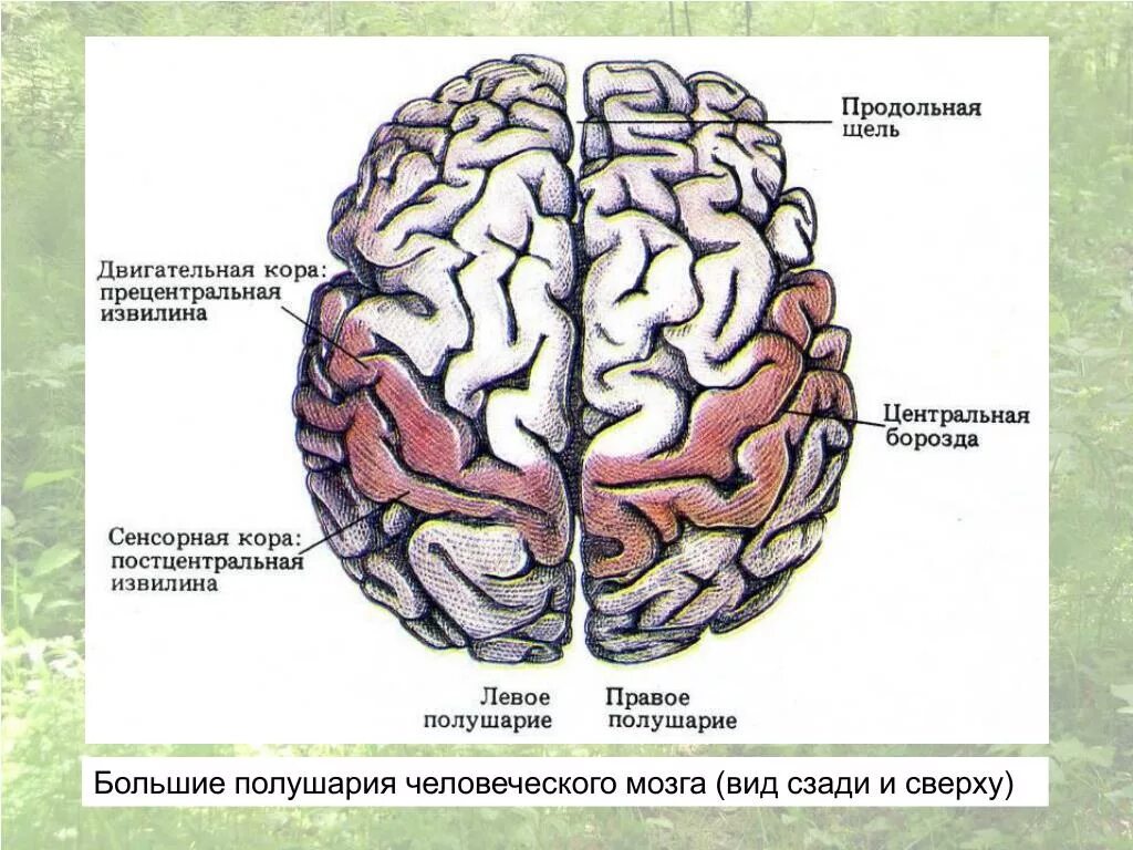 Мозг вид сверху. Проект типа мозги.