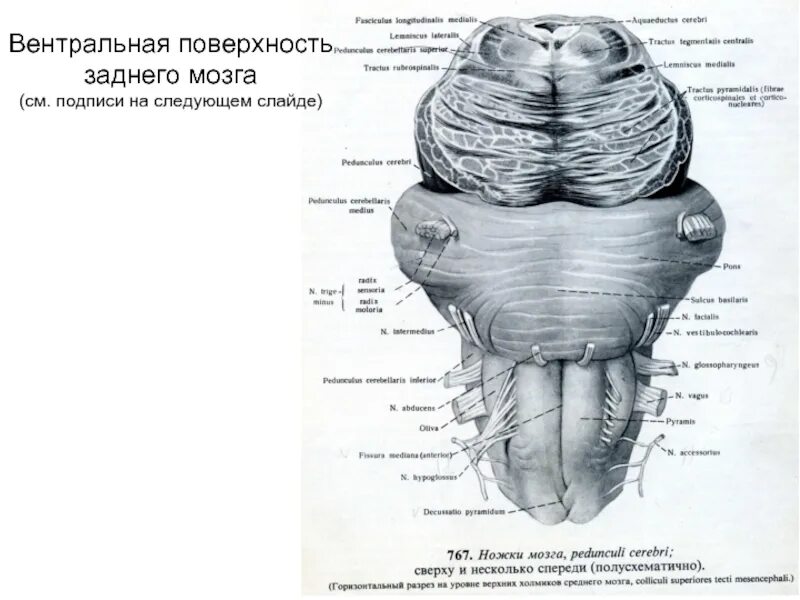 Поверхности заднего мозга