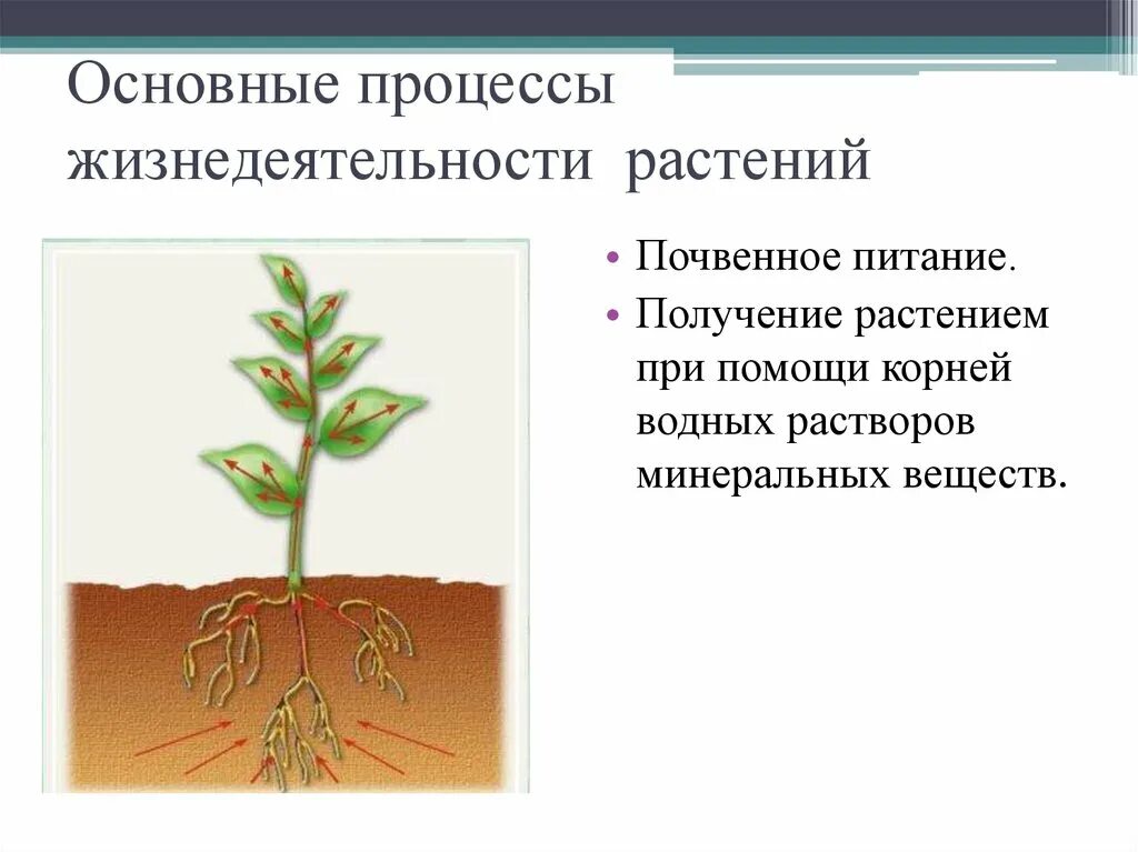 Процесс жизнедеятельности изображен на рисунке. Процессы жизнедеятельности растений. Основные процессы жизнедеятельности растений. Процессы происходящие в растениях. Основные жизненные процессы растений.