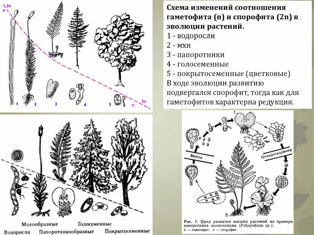 Для растения спорофита характерно. Эволюция гаметофита и спорофита схема. Эволюция гаметофита растений. Редукция гаметофита и спорофита. Жизненные циклы растений гаметофит и спорофит.
