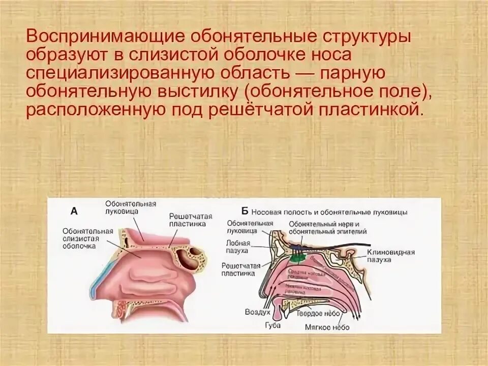 Обонятельный анализатор решетчатая пластинка. Обонятельная область слизистой. Слизистая оболочка носовой полости состоит из. Физиология слуха.