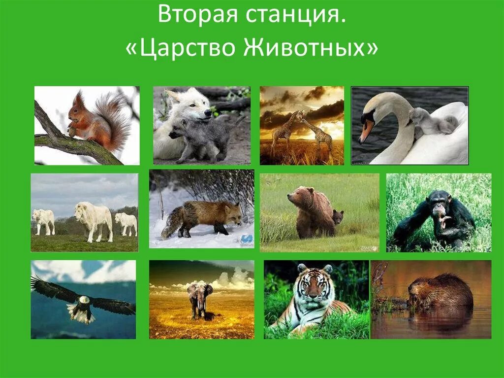 В царстве животных. Царство животных картинки. Царство животных нашем краю. Царство животные лес