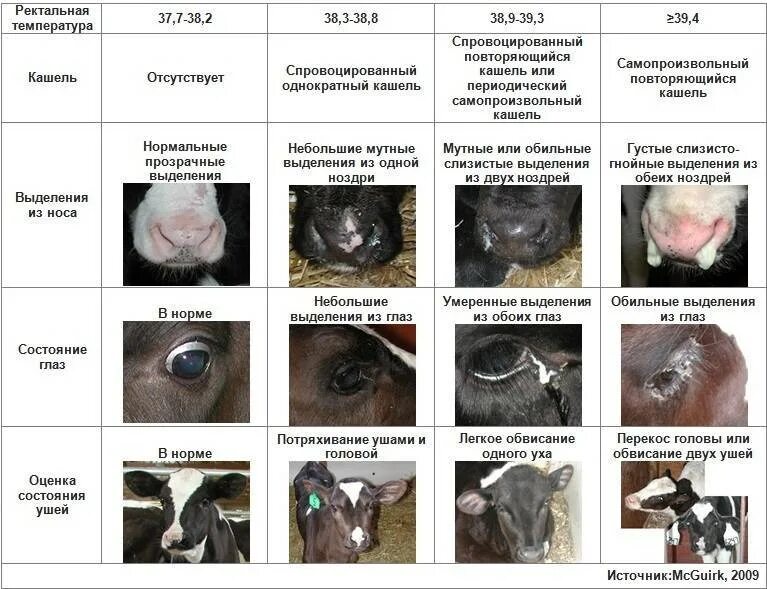 Незаразные болезни животных. Инфекционного ринотрахеита КРС. Незаразные болезни КРС.