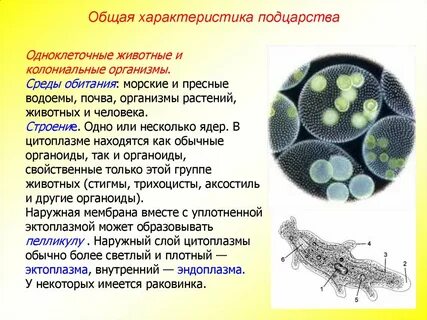Сравнительные характеристики 2 подцарств одноклеточные многоклеточные