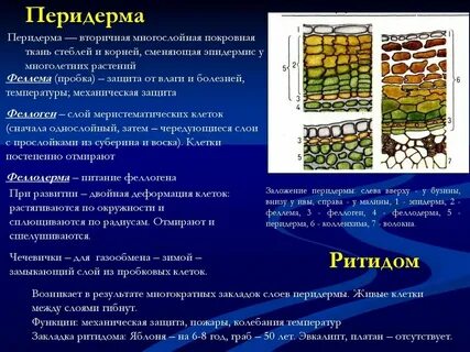 Какая ткань клетки выполняет защитную функцию
