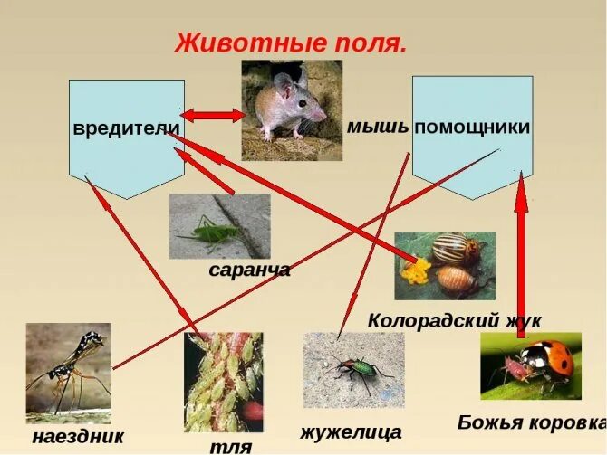 Поле и его обитатели 2 класс. Поле и его обитатели. Животные обитатели полей. Природное сообщество поле. Растения и животные поля.