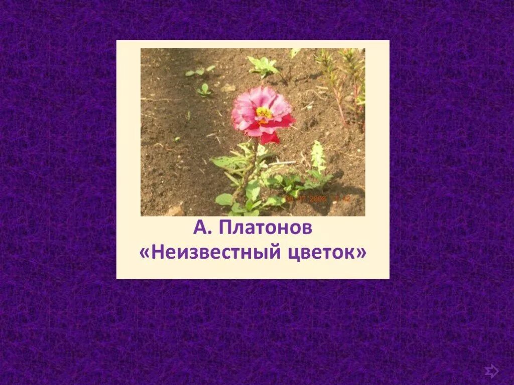 Синквейн про афоню цветок на земле. Синквейн неизвестный цветок. синквейн неизвестный цветок цветок.