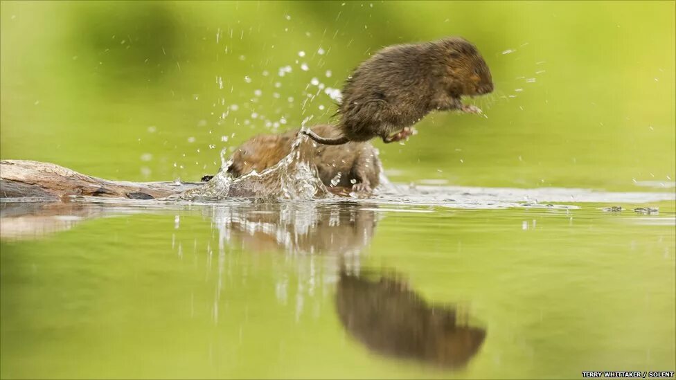 Водяная полёвка водяная крыса. Водяная крыса полевка. Водяная крыса ондатра. Водяная полевка плывет.
