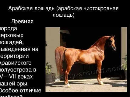 Клички коней мальчиков