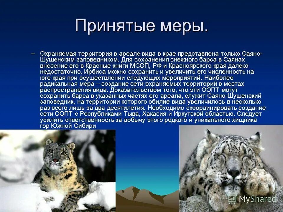 Ирбис список мсоп угрожаемых видов хищных. Ирбис список мсоп угрожаемых видов хищных