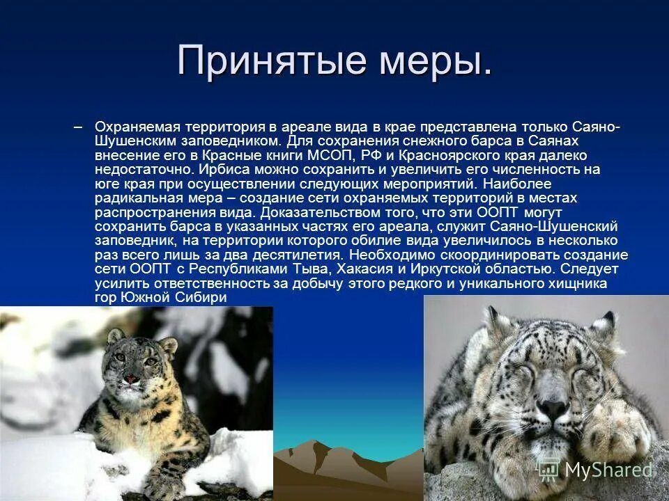 Поддержка сохранения численности снежного барса. Снежный Барс причины вымирания. Меры охраны снежного Барса. Снежный Барс красная книга. Причины исчезновения снежного Барса ирбиса.