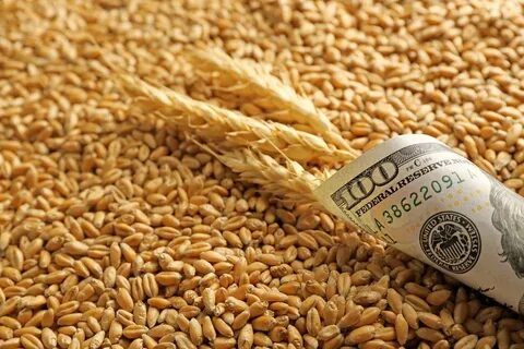 Продам зерно пшеницы