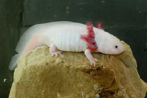 Аксолотль личинка