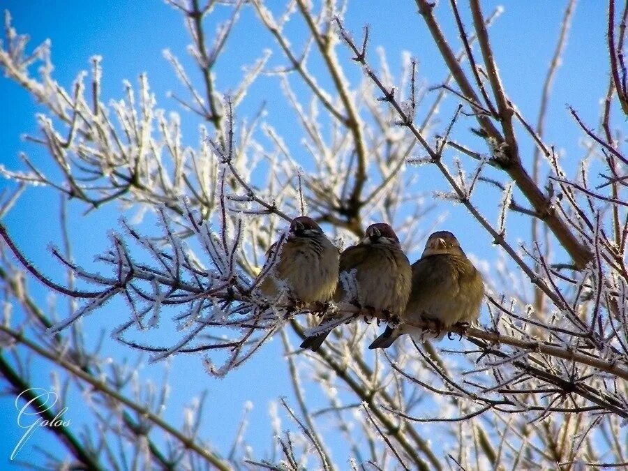Птицы весной. Мартовские птицы.