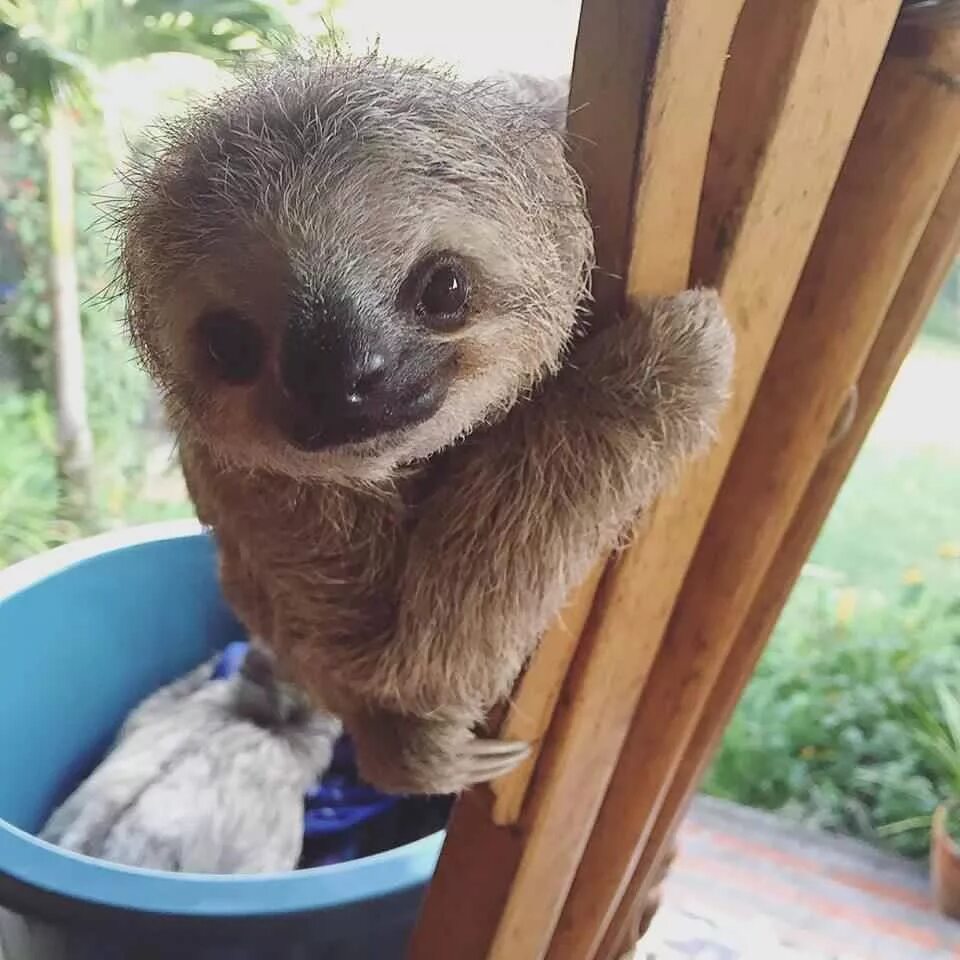 Детеныш ленивца. Cute Sloth. Животное в щ\зоопарке Ленивец мишка. Zoologist Sloth.