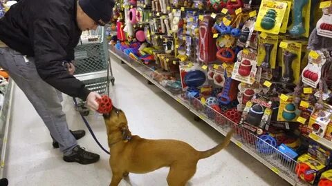 Shops dog