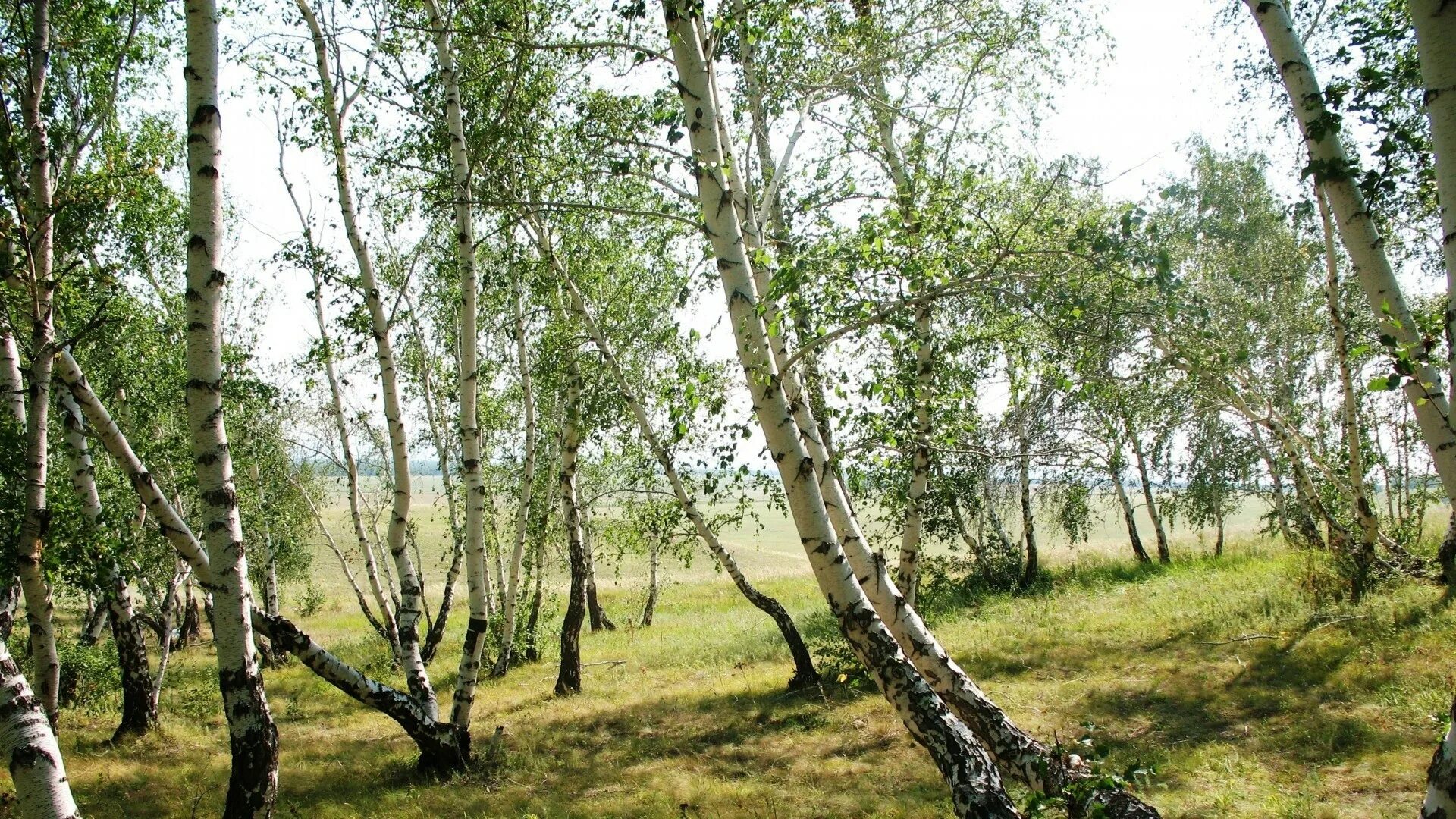 Русская береза весной. Загорянка Березовая роща. Танцующие березы в Боровом. Урочище бойрок. Берёза Туркестанская.