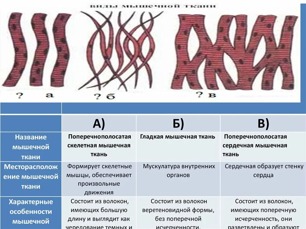 Какая особенность гладкой мышечной ткани. Название мышечной ткани. Гладкие мышцы роль. Гладкая мышечная ткань функции. Гладкая и поперечно полосатая мышечная ткань функции.