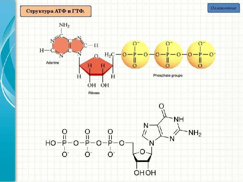 Азотистое основание атф. ГДФ структурная формула. Строение АТФ биохимия. АТФ ГТФ УТФ ЦТФ формулы. АТФ И ГТФ строение.