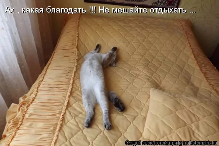 Читай не буду мешать. Кот в кровати. Кот отдыхает. Кот отдыхает на кровати. Котоматрица кровать.