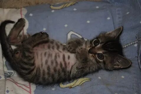 Живот котенка 1 месяц