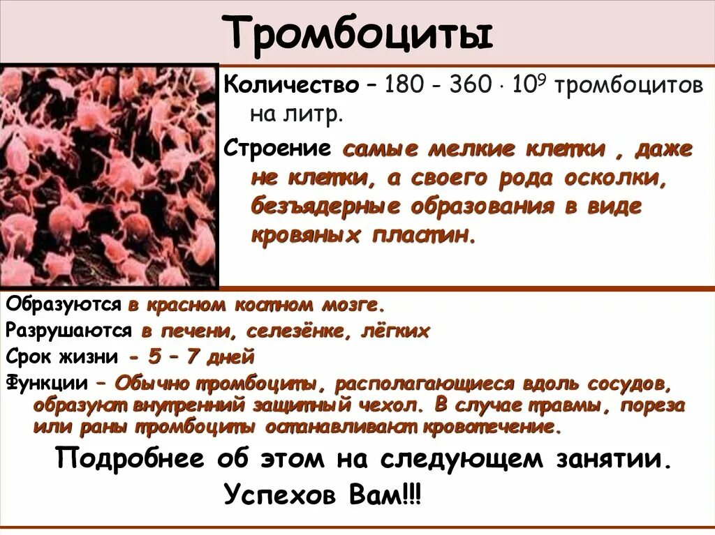 Подсчет тромбоцитов по Фонио. Подсчет числа тромбоцитов. Тромбоциты по Фонио методика. Подсчет тромбоцитов по Фонио методика.