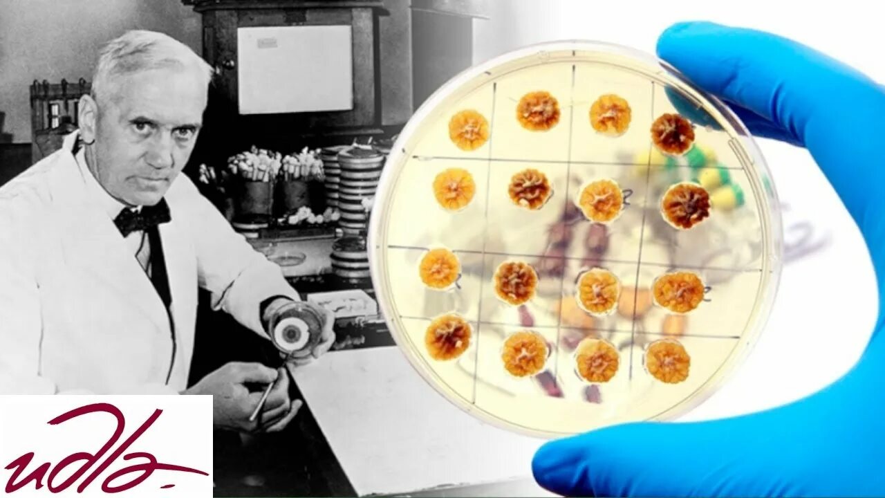 Alexander fleming discovered penicillin. Флеминг ученый. Флеминг ученый биолог.