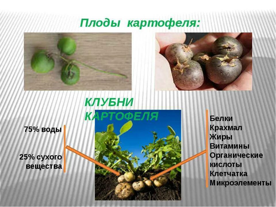 Картофель сочный. Клубень картофеля это плод. название плода картофеля. плод пасленовых картофель. картофель плод ягода или клубень.