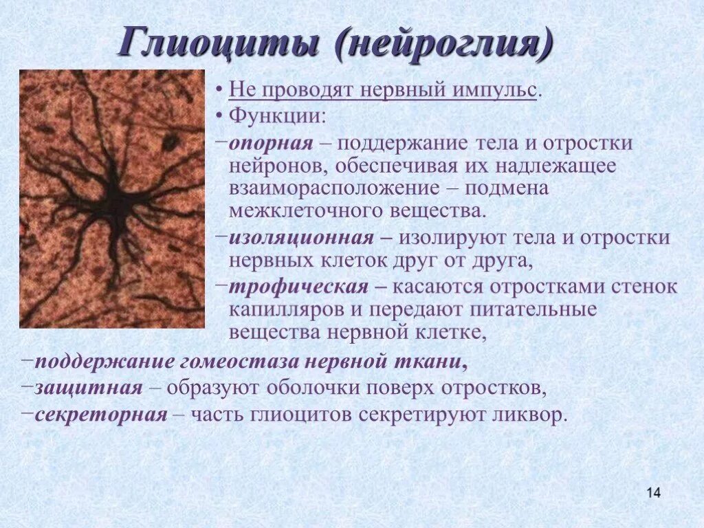 Нервная ткань состоит из собственно нервных. Глиоциты. Нервная ткань. Нейроглия строение и функции. Нервная ткань животных.