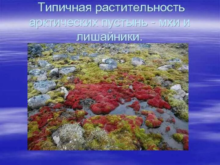 Выберите растения арктических пустынь. Растительный мир арктических пустынь. Растения Арктики. Растения в арктических пустынях. Растительный мир арктических пустынь в России.