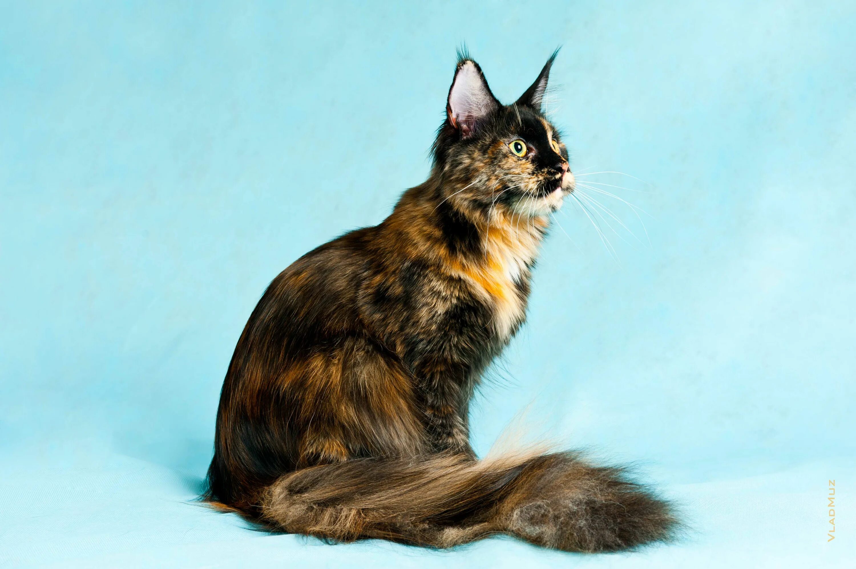 кошка мейн кун. кошка мейн кун. американский мейн кун. мэй кун рост. кошка мейн кун в полный рост.