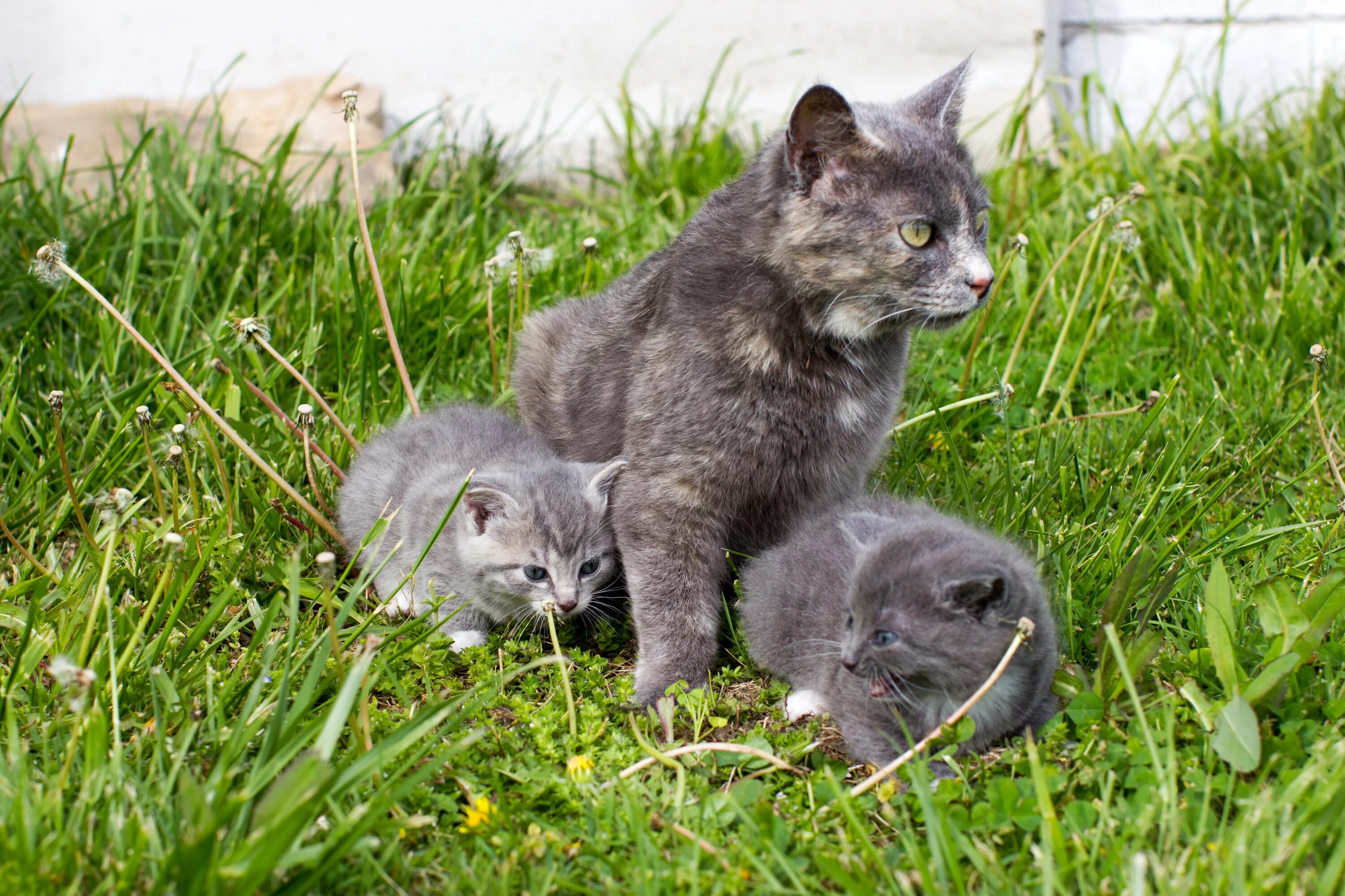 Мамины коты. Кошка с котятами. Кошка серая. Мама кошка. Серая кошка с котятами.