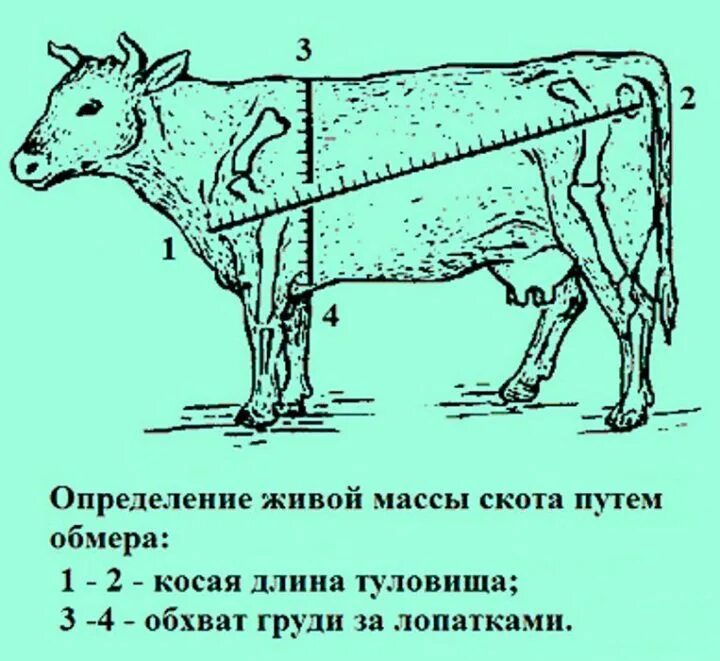 Определение массы животных