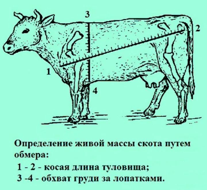 Таблица быков живой. Таблица замера КРС живым весом Быков. ОБХВАТГРУДИ замер вивого веса КРС. Как измерить живой вес Быков. Схема промеров КРС.