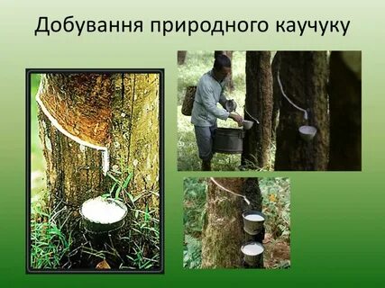 Сырье для получения натурального каучука