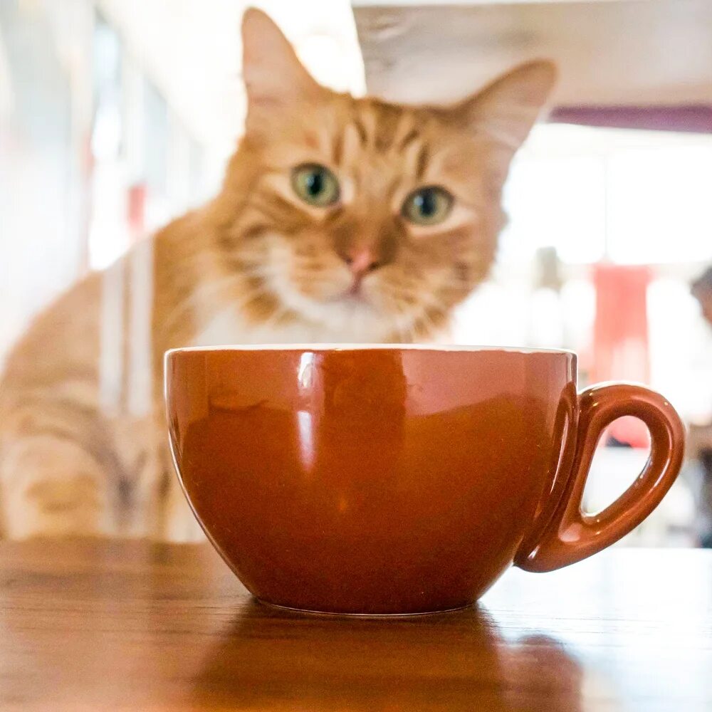 доброе утро котик. кот и кофе. можно ли кошкам кофе. кофи котик. кофейня с кошками.