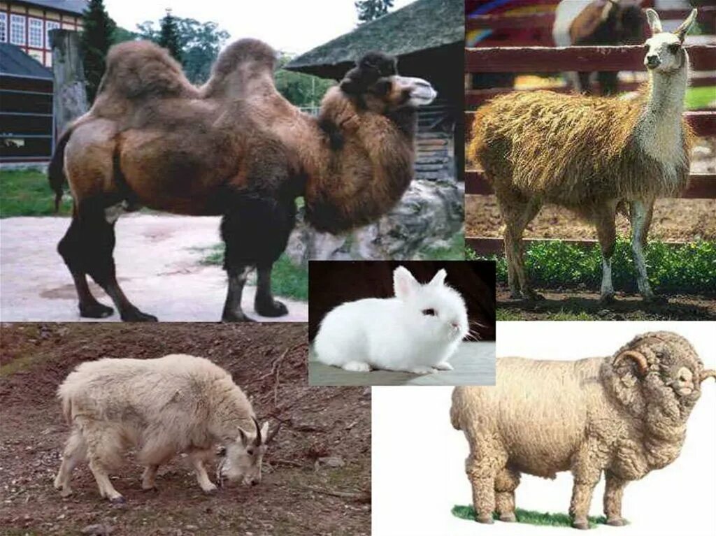 Где используют животных