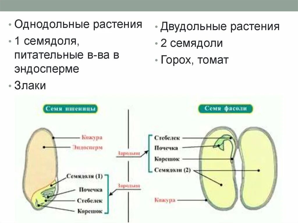 Классы цветковых растений. Семядоли. Строение семядоли растений. Строение семядоли однодольных. Однодольные растения одна семядоля.