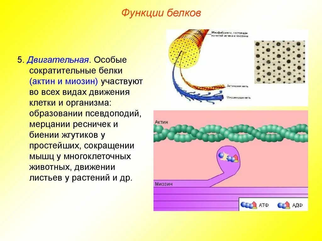 Актин белок структура. Белок миозин функция. Миозин функция в организме. Миозин функция белка.