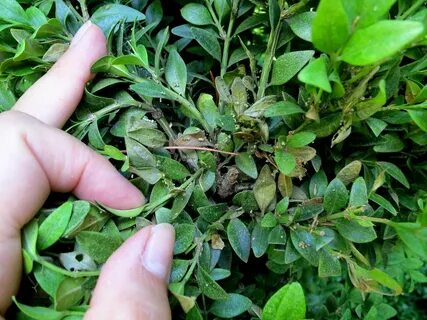 Самшит после зимы пожелтели листья что делать