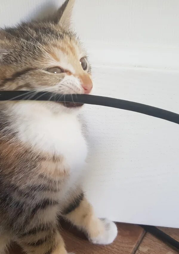 Кошка перегрызла провод. Кошка перегрызла провод. Кот и электричество. Котик с проводами. Кот кусает провод.