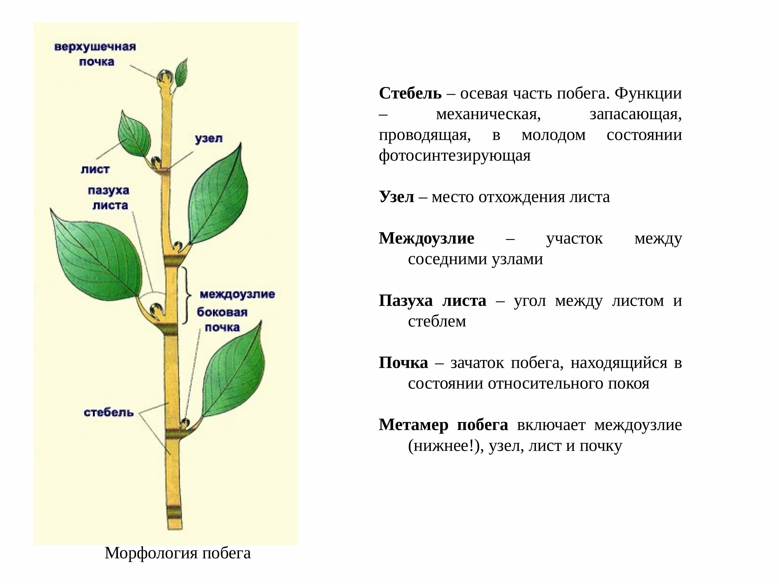 Почка междоузлие узел пазуха листа. Стебель верхушечная почка междоузлие. Побег узел междоузлие лист стебель. Побег (узел междоузлие лист.