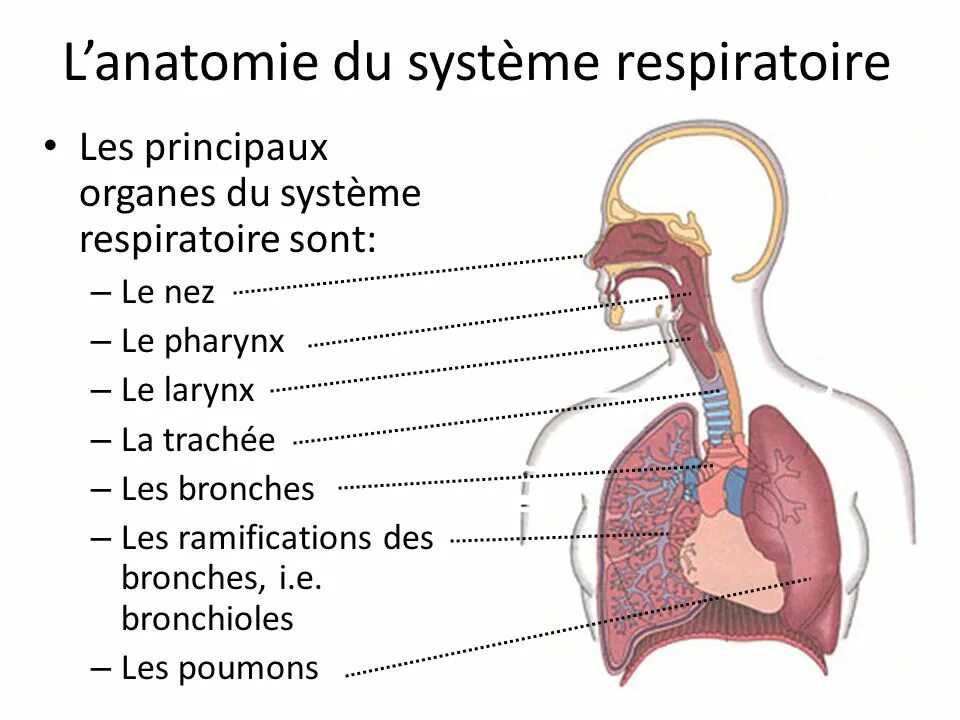 Anatomie d une chute. Anatomie d une chute