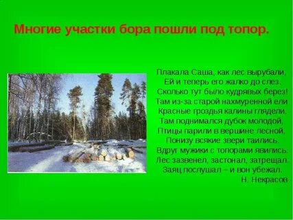 Сколько тут было кудрявых берез