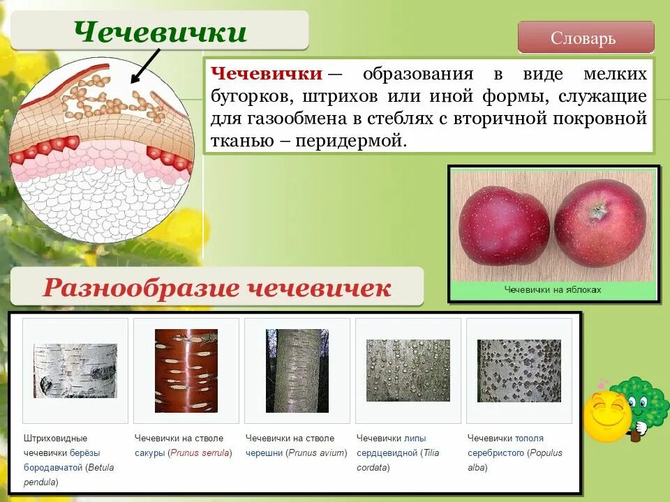 Через чечевички происходит выделение
